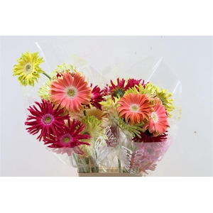 Ge Kv Pastini Gemengd