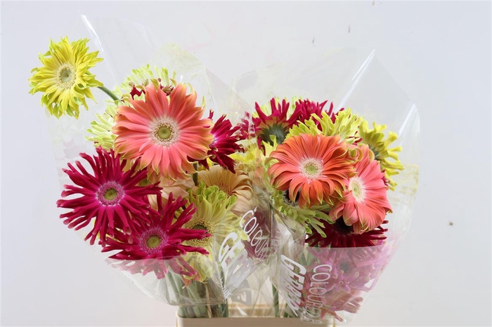 <h4>Ge Kv Pastini Gemengd</h4>