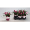arr8 Till Cyanea Anita In Potcover