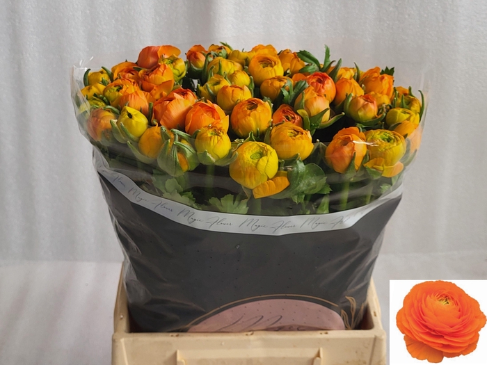 <h4>RAN EL ORANGE</h4>