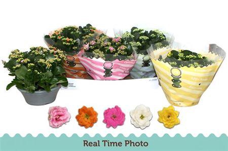 <h4>Kal Ge Gem 5 Kl</h4>