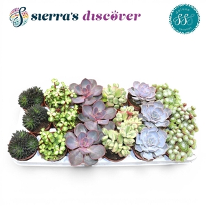 Discover® - Sevilla Succulents Mix (Deluxe)