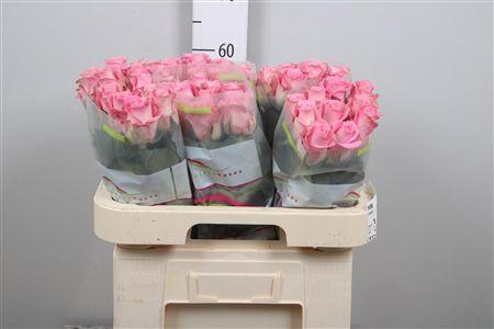 <h4>R Gr Pink Star</h4>