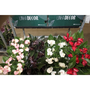 ANTHURIUM VARIADO P15 PREMIUM