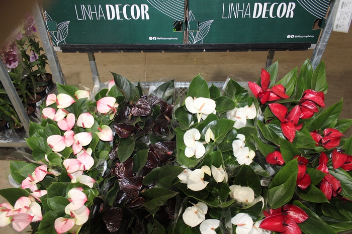 <h4>ANTHURIUM VARIADO P15 PREMIUM</h4>