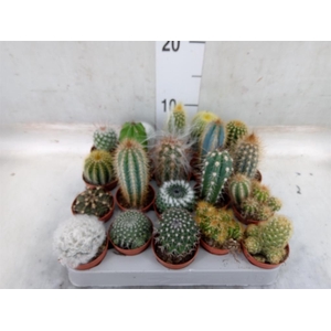 Cactus   ...mix