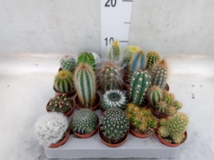<h4>Cactus   ...mix</h4>