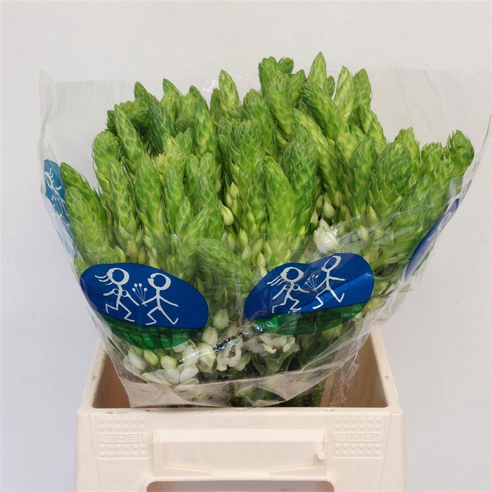 <h4>ORNIT THY MILKY WAY</h4>