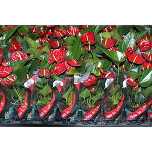 ANTHURIUM RED SUCCESS P09