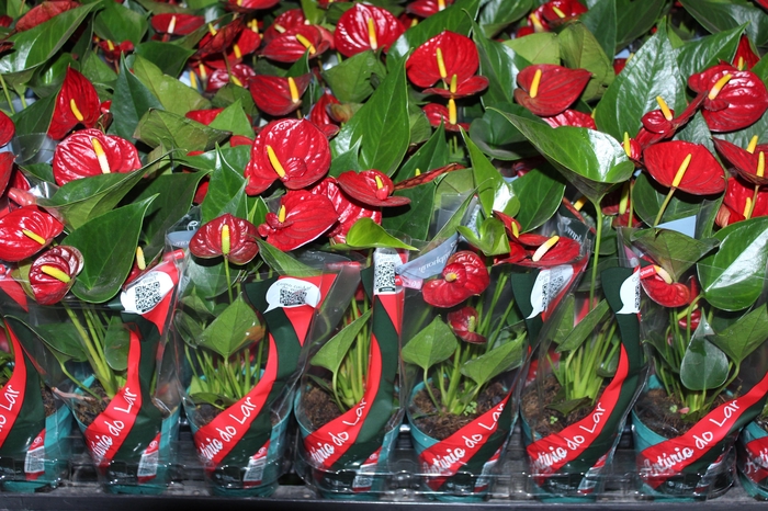 <h4>ANTHURIUM RED SUCCESS P09</h4>