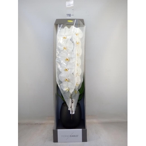 Phalaenopsis   ...white