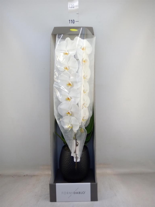 <h4>Phalaenopsis   ...white</h4>