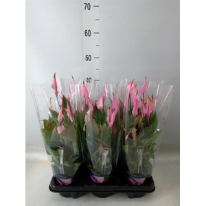 Spathiphyllum  'Bellini'