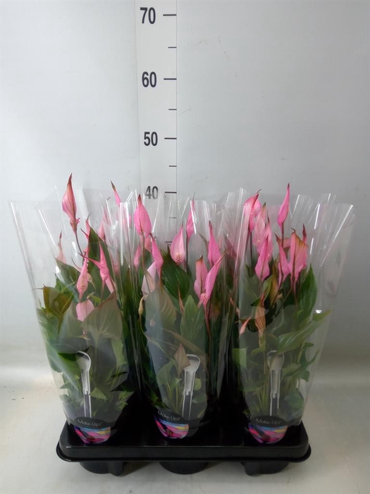 <h4>Spathiphyllum  'Bellini'</h4>