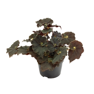 BEGONIA DARK MAMBO P11 PO