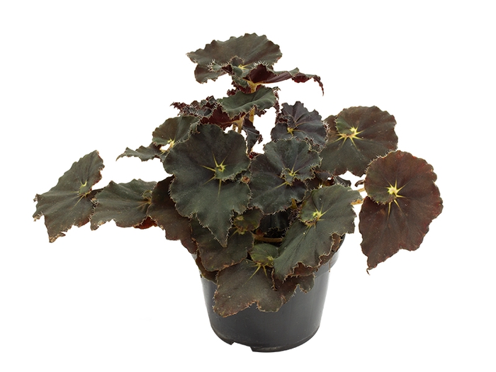 <h4>BEGONIA DARK MAMBO P11 PO</h4>