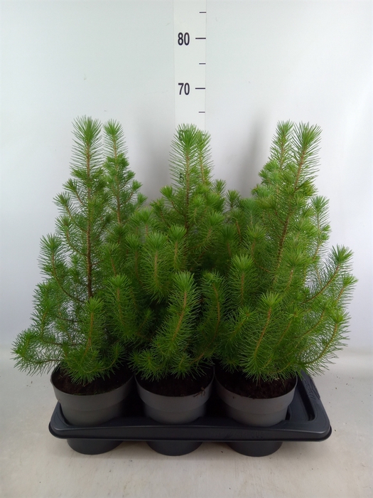 <h4>Pinus pinea 'Silver Crest'</h4>