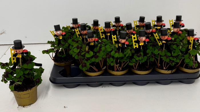 <h4>OXALIS DEPPEI</h4>