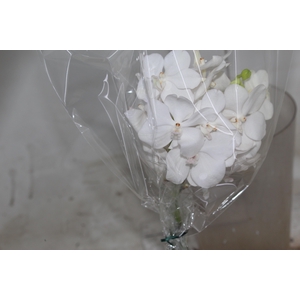 FLOR DE VANDA BRANCO