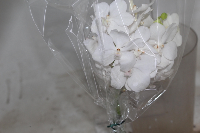 <h4>FLOR DE VANDA BRANCO</h4>