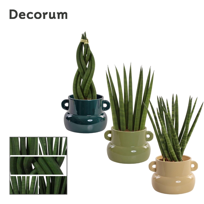 <h4>Sansevieria Cylindrica 9 cm Mix in Lucy (Top blend-collection)</h4>