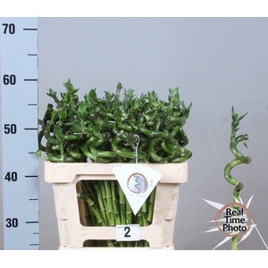 Dracaena Lucky Bamboo