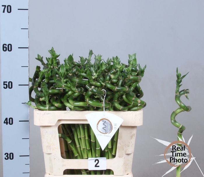 <h4>Dracaena Lucky Bamboo</h4>