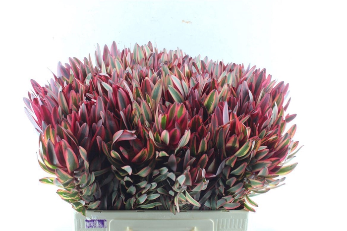 <h4>Leucad Jester</h4>