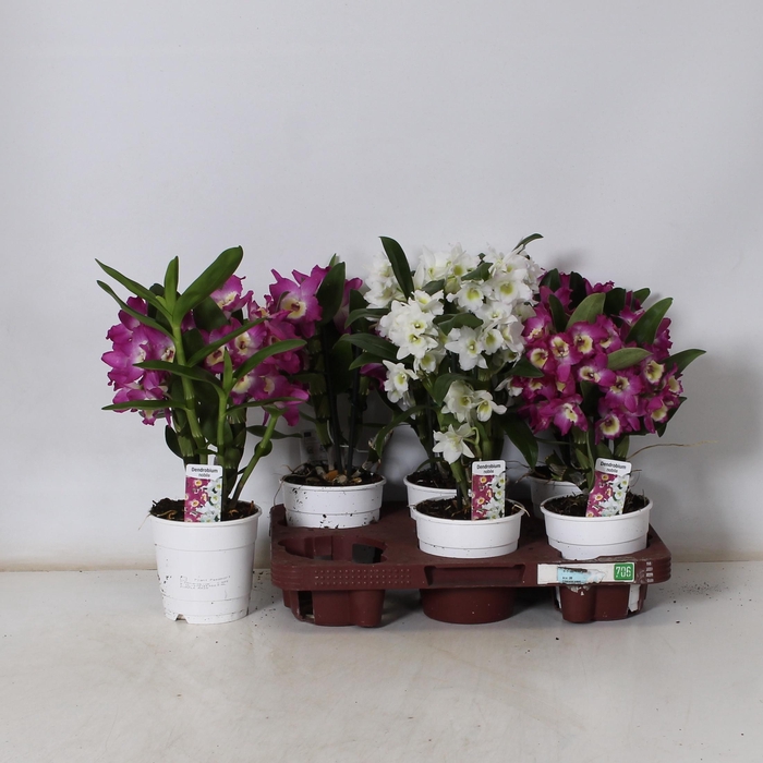 <h4>DEND NOBILE</h4>