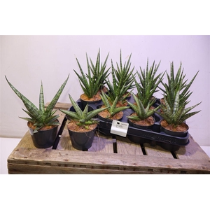 Sansev Cylindrica Ov Mixtray