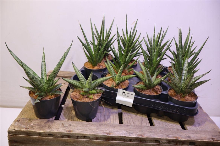 <h4>Sansev Cylindrica Ov Mixtray</h4>