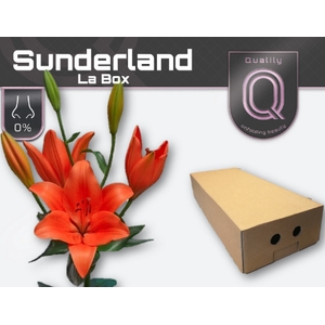 LI LA SUNDERLAND LA BOX 4+
