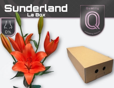 <h4>LI LA SUNDERLAND LA BOX 5+</h4>