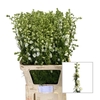 Delph Ridder White Bloemenliefde