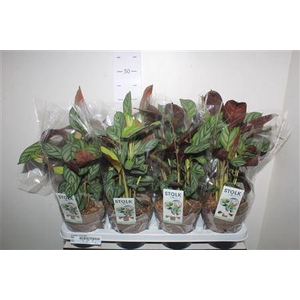 Ctenanthe Compactsta