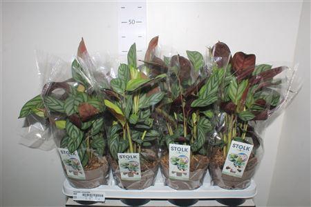 <h4>Ctenanthe Compactsta</h4>