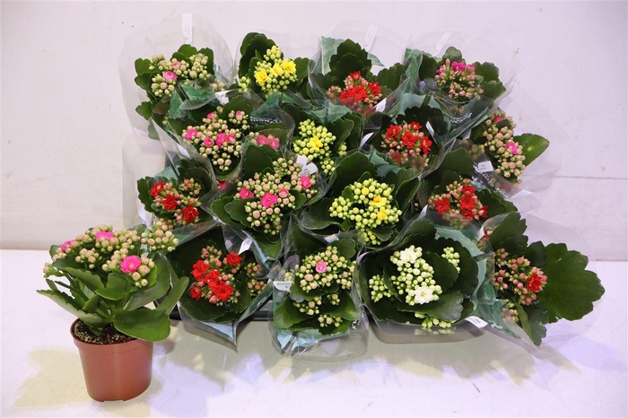 <h4>Kal Ge Ro Gem 5 Kl</h4>