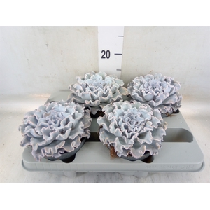 Echeveria   ...