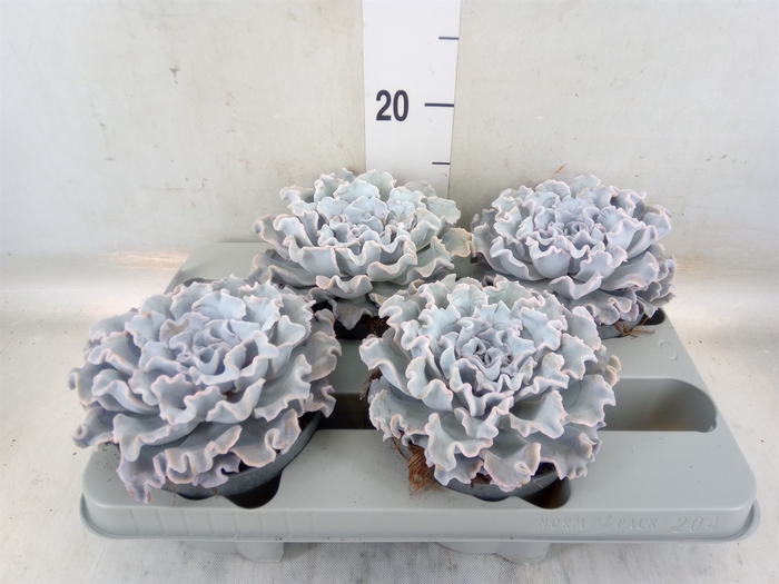 <h4>Echeveria   ...</h4>