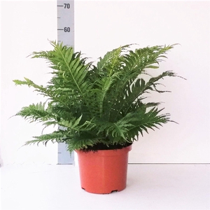 BLECHNUM SILVER LADY