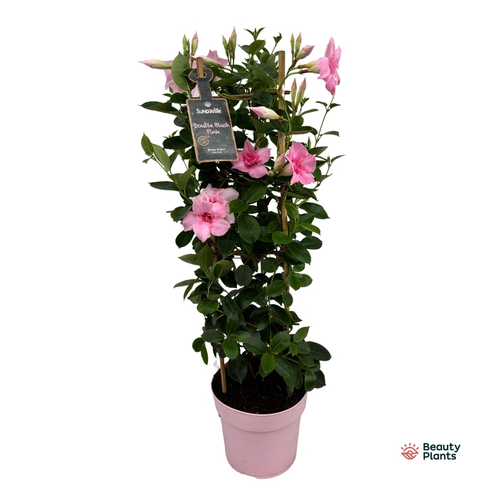 <h4>Mandevilla Sundaville Double Blush Pink in toren (Dipladenia)</h4>