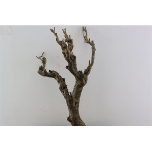 Seringenhout 50cm P/tk