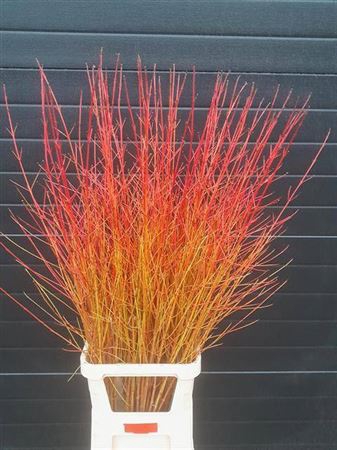 <h4>Cornus Sa Winter Bea</h4>