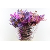 Euca Cinerea Purple Mix 300 Gram