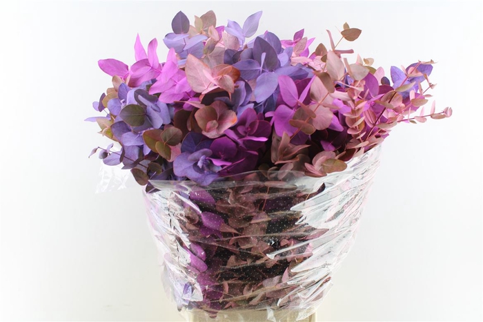 Euca Cinerea Purple Mix 300 Gram