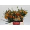 Banksia Dryandra