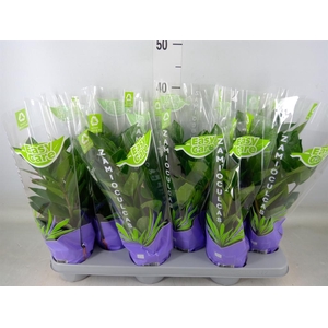 Zamioculcas zamiifolia