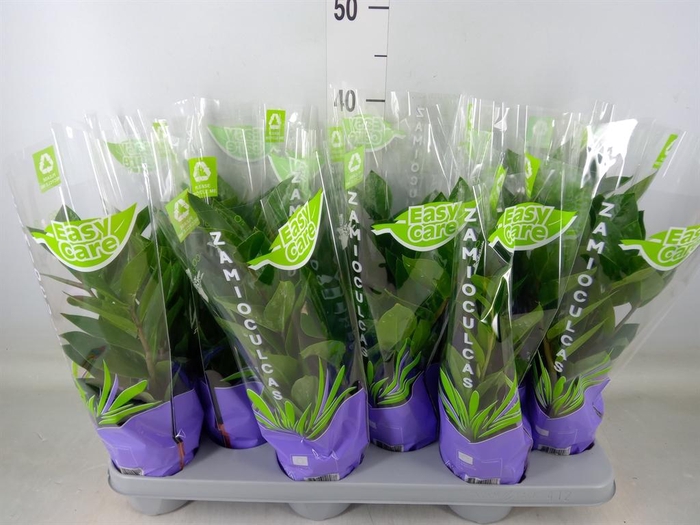 <h4>Zamioculcas zamiifolia</h4>