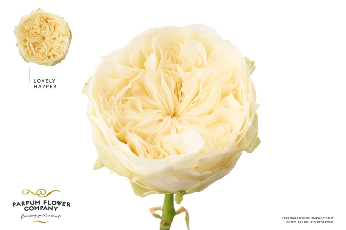 <h4>Rosa GR 'Lovely Harper'</h4>