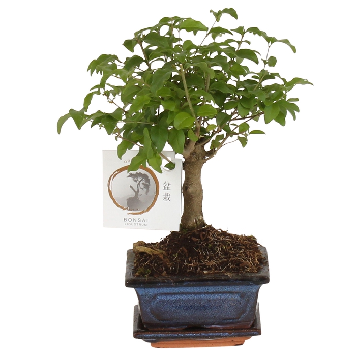 <h4>Bonsai 'Ligustrum sin.' in ø12cm Ceramic Ball Shape with Saucer</h4>
